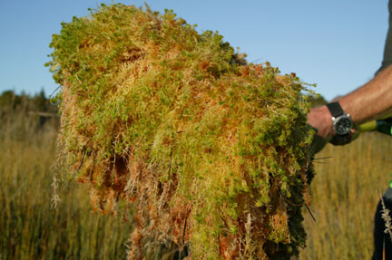 水苔の選び方と使い方 ジャパン蘭土